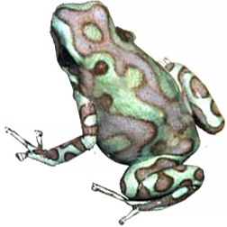 Birkhahn Line Auratus